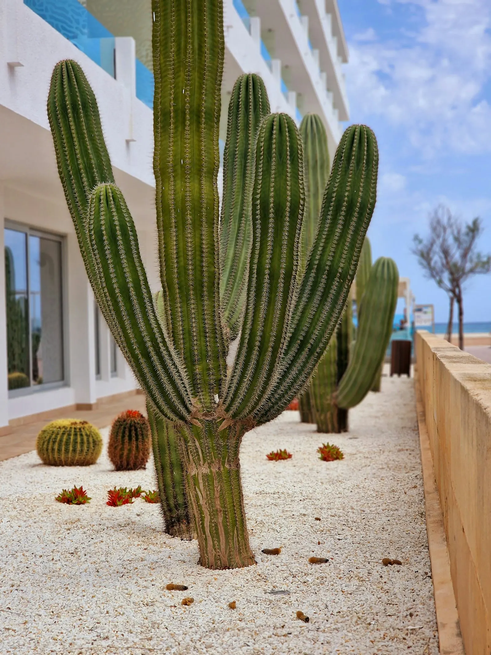 Decomposed-granite path winding past barrel cactus and agave in a residential yard.