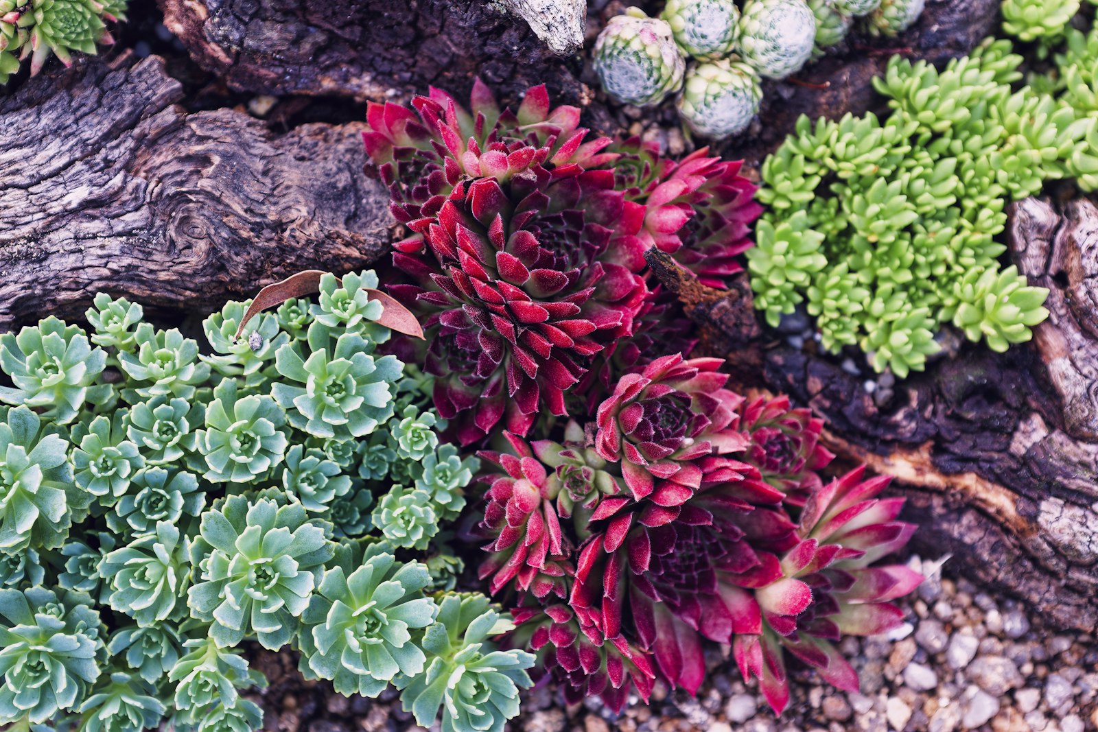 Aloe and agave clustered in a granite-mulched desert bed against a stucco wall.