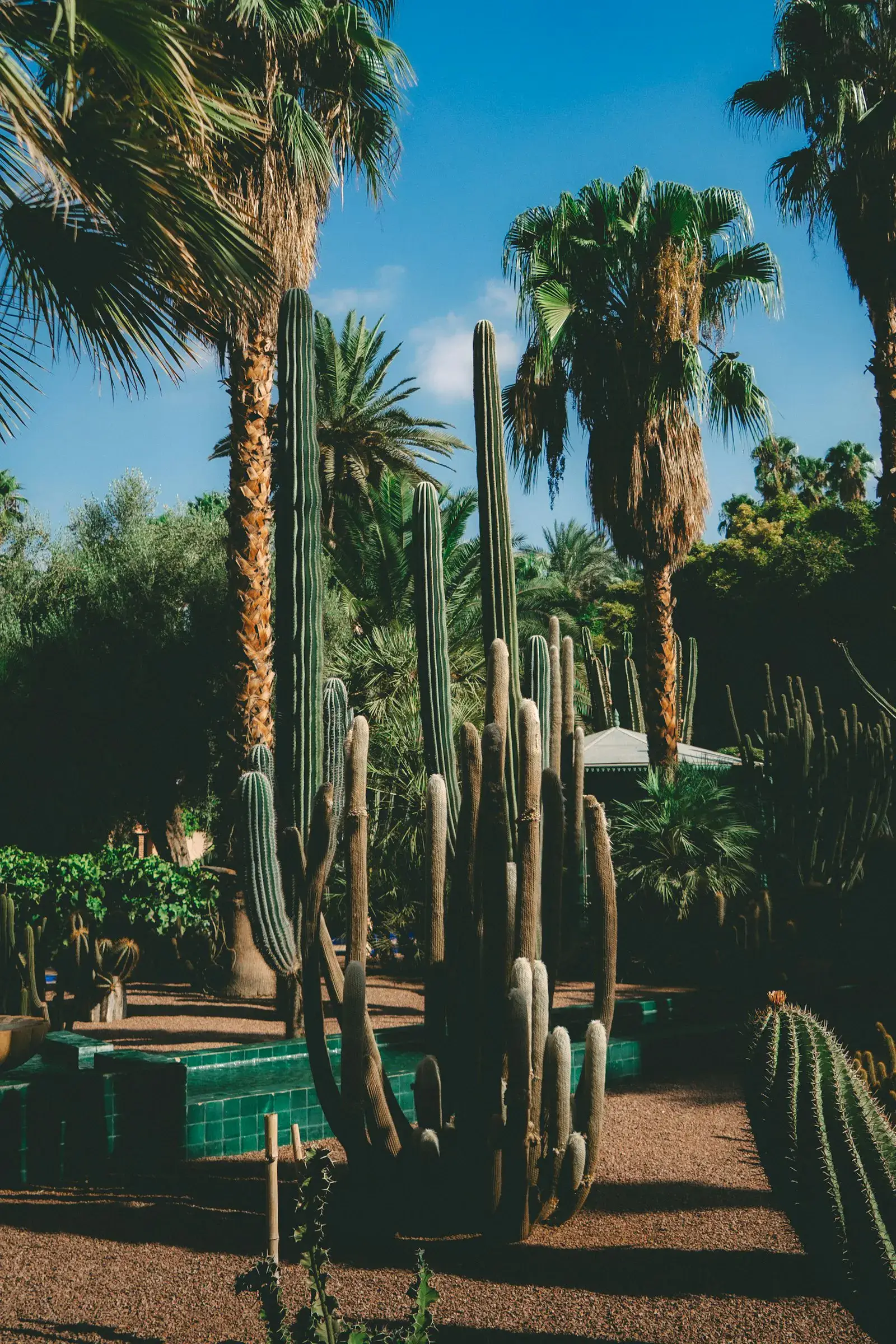 Mature saguaro and Mexican fan palms over a xeriscaped Phoenix front yard.